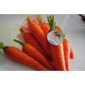 High quality carrot from Vietnam for fresh carrot